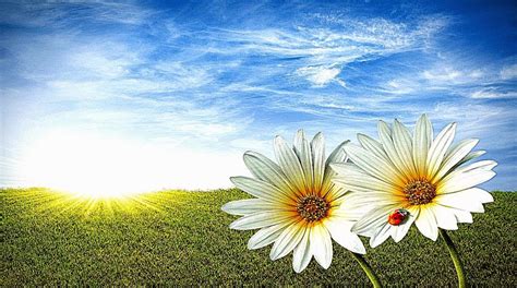 free desktop wallpaper without downloading.
